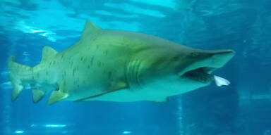 Hier frisst ein Hai einen Hai