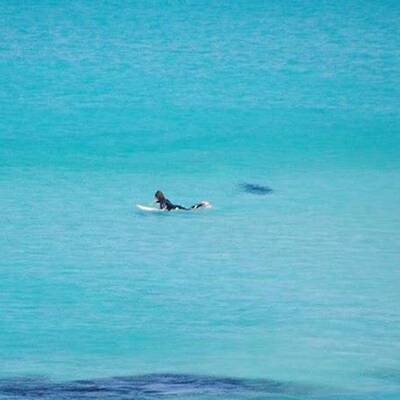 Hier entkommt ein Surfer einem Riesen-Hai