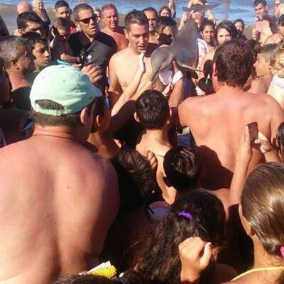 Selfie-Wahn kostet Baby-Delfin das Leben