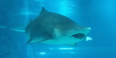 Hier frisst ein Hai einen Hai