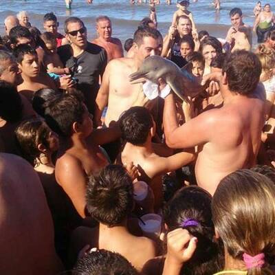 Selfie-Wahn kostet Baby-Delfin das Leben