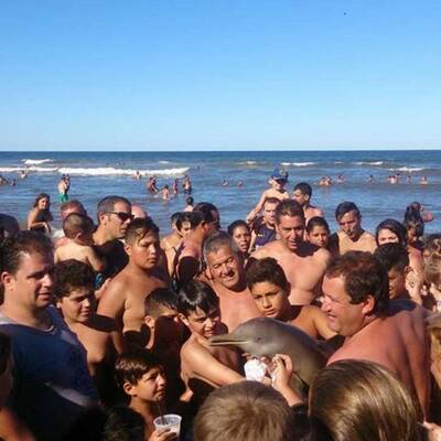 Selfie-Wahn kostet Baby-Delfin das Leben