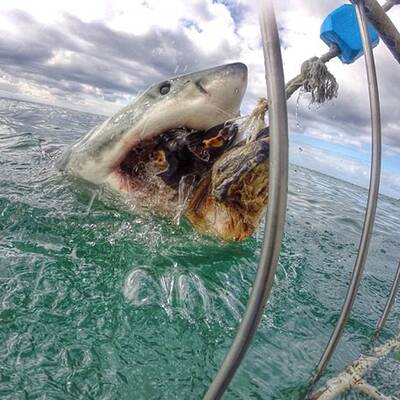 Wahnsinnsfotos eines Hais