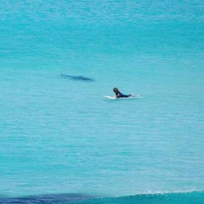 Hier entkommt ein Surfer einem Riesen-Hai