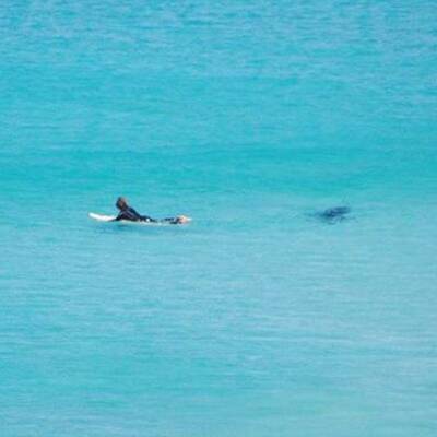 Hier entkommt ein Surfer einem Riesen-Hai