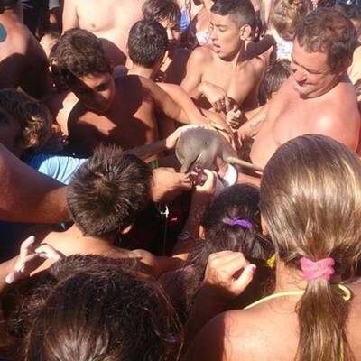 Selfie-Wahn kostet Baby-Delfin das Leben