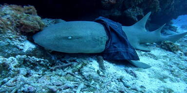 Atlantischer Ammenhai