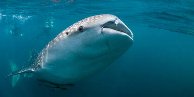 Bub (10) wird von Hai aus Boot gezerrt