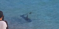 Alarm auf Ibiza: Tiefsee-Hai an Badestrand gesichtet