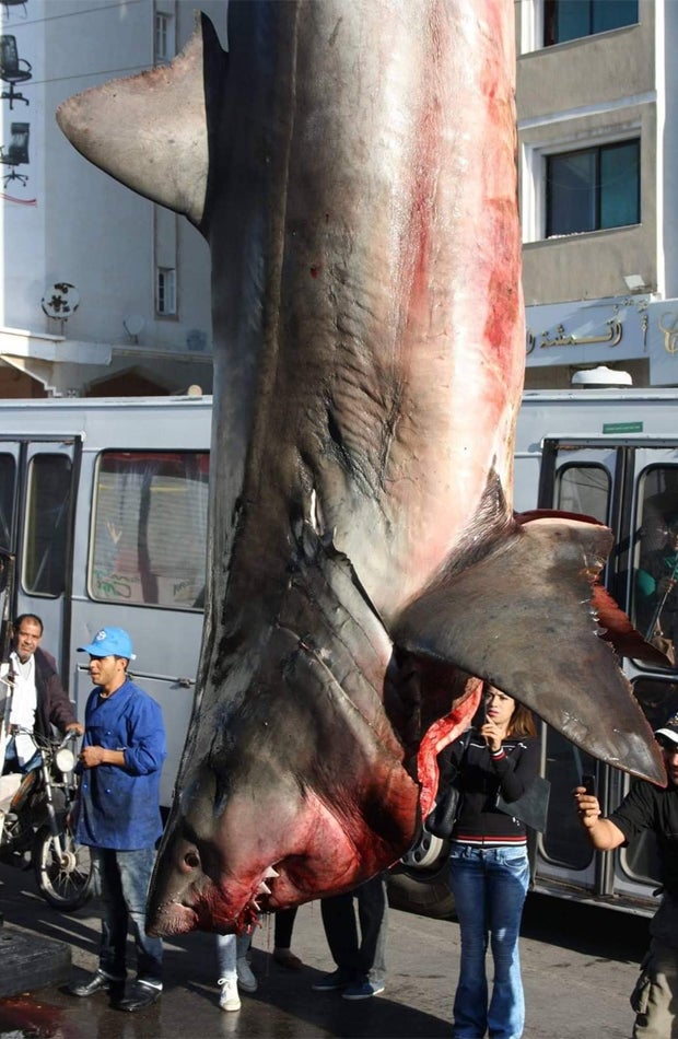 Weißer Hai mitten in der Stadt aufgehängt
