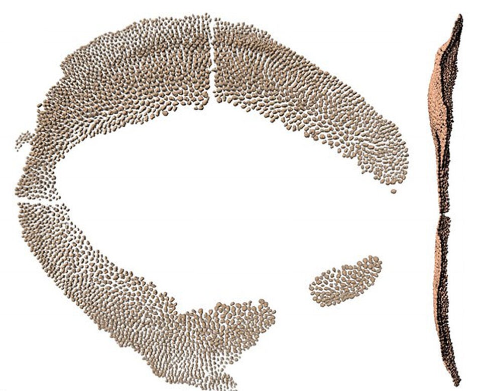 Größter Hai der Welt hat 3.000 Zähne als 