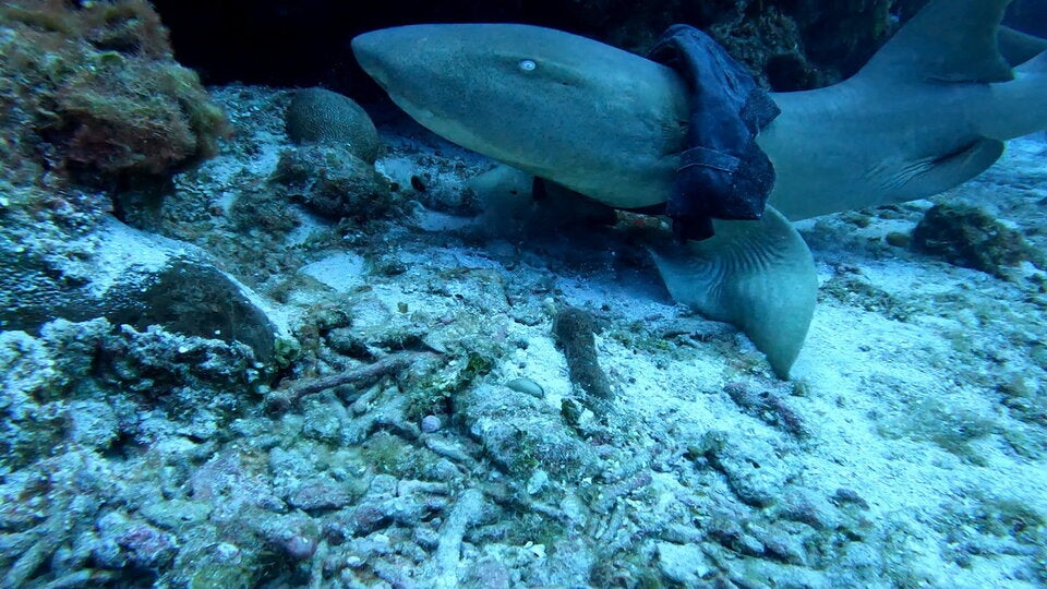 Atlantischer Ammenhai