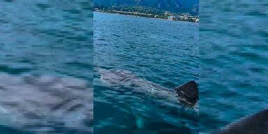 Hai-Alarm in Spanien! Schock vor Küste