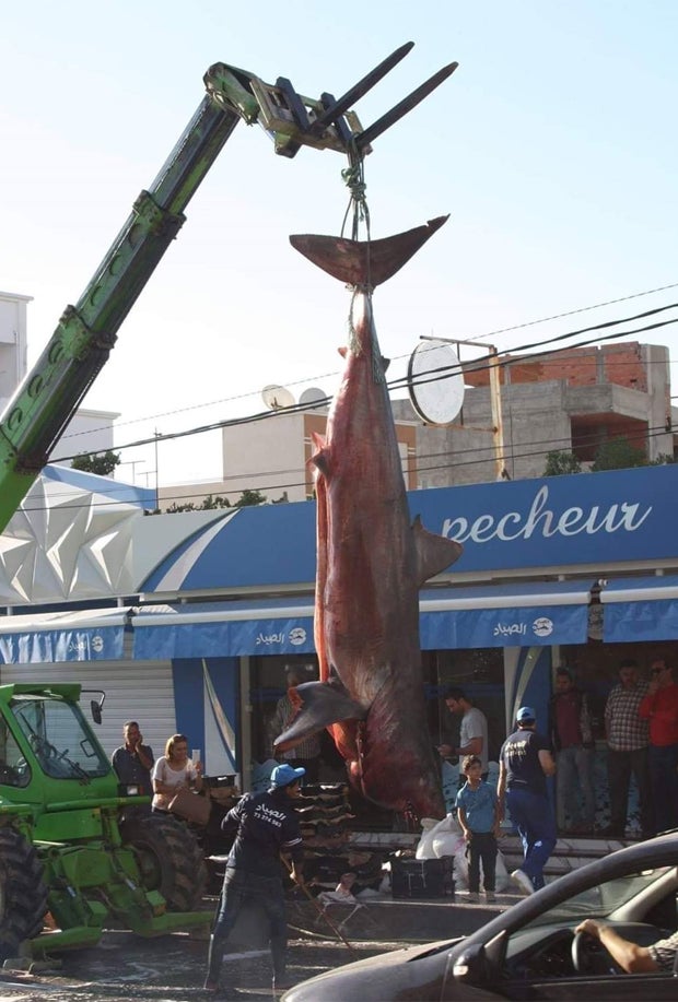 Weißer Hai mitten in der Stadt aufgehängt