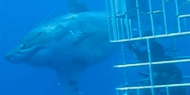 Taucher spielt mit Monster-Hai 