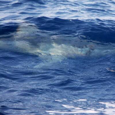 Hai-Alarm im Urlaubsparadies