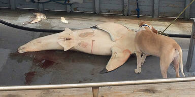 Weißer Hai an Badestrand gefangen 