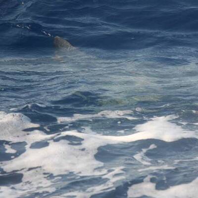 Hai-Alarm im Urlaubsparadies