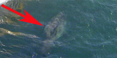 Hai-Alarm Down Under bei Trauerfeier für Hai-Opfer