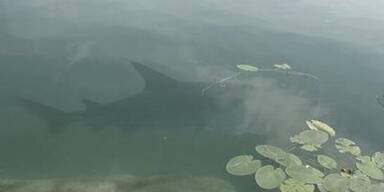 hai_mondsee_thump.jpg