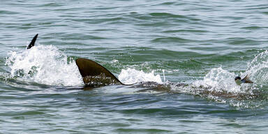 Hai in der Küstengegend von Hadera
