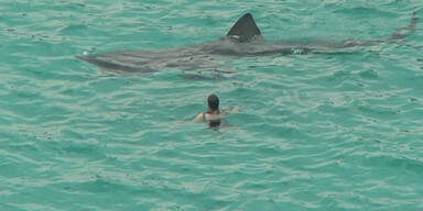 Hai t&ouml;tete Schwimmer vor Westaustralien