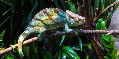 Cham&auml;leon mit den gr&ouml;&szlig;ten Genitalien