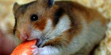 hamster