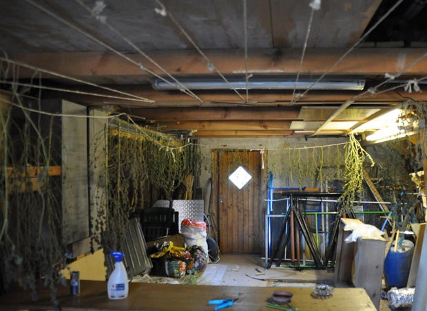 Mutter (57) half Sohn bei Hanf-Anbau