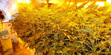 Hanfplantage: Dealer zapften Strom ab