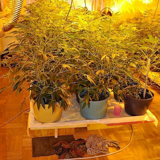 Hanfplantage: Dealer zapften Strom ab