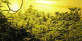 Hanfplantage in Kellerabteil entdeckt