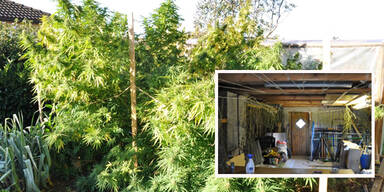 Mutter (57) half Sohn bei Hanf-Anbau