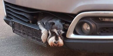 Kleiner Hund steckte ganzen Tag im K&uuml;hlergrill fest