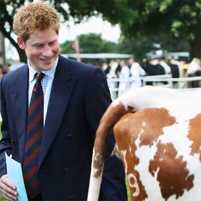 Prinz Harry bei den Kühen