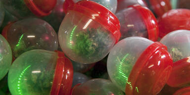 Hasch-Dröhnung auf Knopfdruck in Kanada