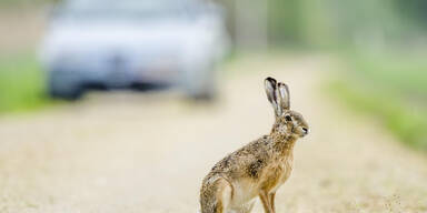 Hase im Stra&szlig;enverkehr