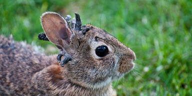 Cottontail Papillomavirus