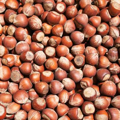 Haselnüsse