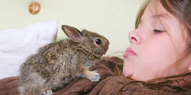 Hasennachwuchs