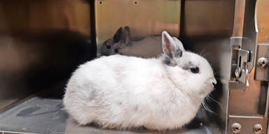 Weihnachts-Hasen &uuml;ber Zaun geworfen