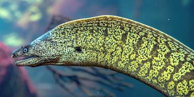 Mittelmeermur&auml;ne im Haus des Meeres