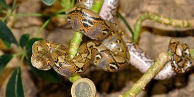 Pythonbabys im Haus des Meeres geschlüpft