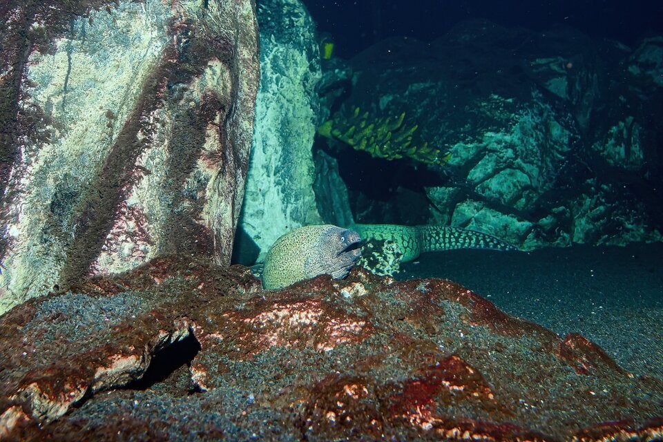 Mittelmeermuräne im Haus des Meeres