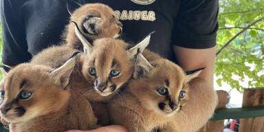 Karakal-Vierlinge: Tierische Sensation im Wei&szlig;en Zoo