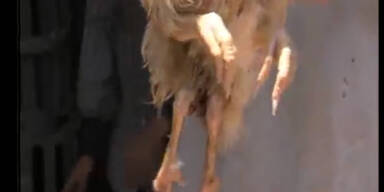 Vierbeiniges Huhn nicht ganz koscher?