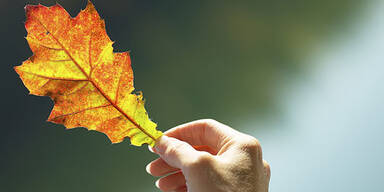 herbst_blatt