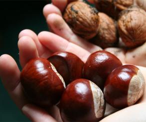 herbst_kastanien