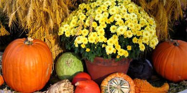 herbst_kuerbisse