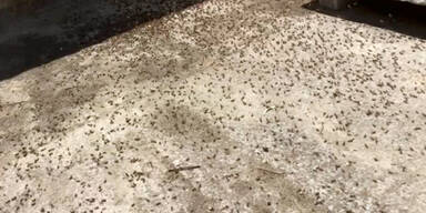 Horror auf Urlaubsinsel: Heuschrecken-Invasion